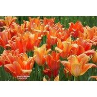 Tulip 'El Nino' Flowering Bulbs - Spring-Flowering Perennial, 8 or 16 Pack