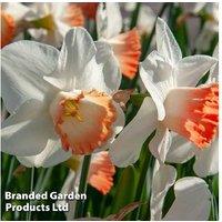 Daffodil 'Pink Pride' Bulbs - Flowering Spring Perennial, 45cm