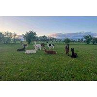 60 Min Alpaca Meet and Greet Experience - Stormcloud Alpacas, Strathaven - 12 Months Validity, Perfect for Christmas!