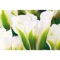 Tulip 'Spring Green' Bulbs - Viridiflora, Ivory-Green, 50cm, RHS AGM