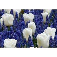 Tulip & Muscari Flowering Bulb Mix - Hardy Perennial, Up to 84 Bulbs