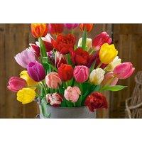 500 Mixed Spring Flowering Bulbs - Vibrant Perennial Collection