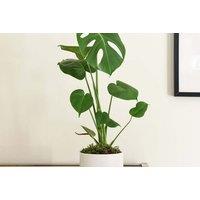 Monstera Deliciosa Swiss Cheese Houseplant - Large Leafed Climber