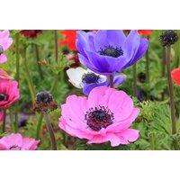 Anemone Coronaria Rainbow Collection - 175 Flowering Bulbs
