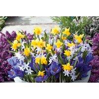 Spring Flowering Bulb Mix - 30 or 60 Dwarf Bulbs for Containers & Borders