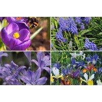 Spring Flowering Bulb Saver Collection - Mixed Perennial Bulbs, 100 or 200 Pack