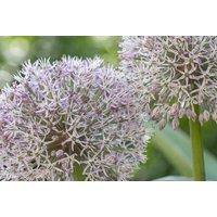 Spring Flowering Bulb Collection - 100 Pastel Mixed Perennial Bulbs