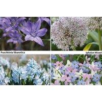 100 Spring Flowering Perennial Bulbs - Mixed Fragrant Varieties