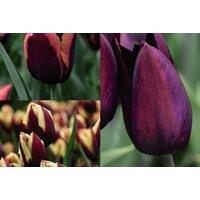 Striped Tulip Flowering Bulbs - Spring-Flowering, Up to 45cm Tall