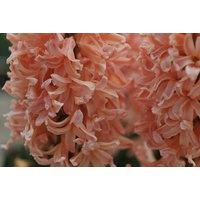 Hyacinth 'Gypsy Queen' Bulbs - Fragrant Apricot Flowering Perennial