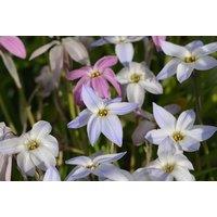 Ipheion Mix Flowering Bulbs - Hardy Perennial, 15cm, Star-Shaped Blooms