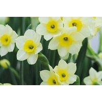 Miniature Daffodil 'Minnow' Flowering Bulbs - RHS Award, 15cm High