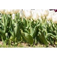 Tulip 'White Prince' Dwarf Flowering Bulbs - 10 or 20 Pack