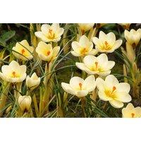 Crocus chrysanthus 'Cream Beauty' Flowering Bulbs - RHS AGM, Early Spring Blooms, 10cm Tall