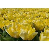 Tulip 'Secret Perfume' Double Flowering Bulbs - 10 or 20 Pack