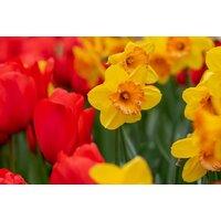 Spring Flowering Bulb Collection - Daffodil 'Falconet' & Tulip 'Escape'
