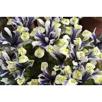 Iris 'Eyecatcher' Flowering Bulbs - Winter Hardy Perennial, 10 or 20 Pack