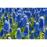 Spring Flowering Purple Rain Bulb Mix - Tulip & Muscari, 40cm Tall