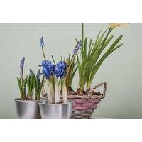 Spring Symphony Flowering Bulb Mix - Narcissus, Muscari & Iris, Up to 45cm