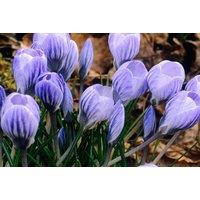 Crocus Bicolour Flowering Bulbs - Early Spring Perennial, Mix of 3 Varieties, Compact