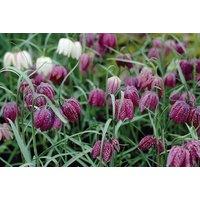 Snakes Head Fritillaria Bulbs - British Wildflower, Spring Flowering, 30cm