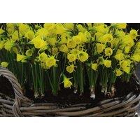 Daffodil Bulbicodum Flowering Bulbs - Up to 100 Golden Spring Blooms