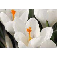 Crocus Jeanne d'Arc - Flowering Bulb, Pure White, 25-Pack