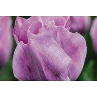 Tulip 'Carre' Flowering Bulbs - Lilac-Purple Spring Blooms (Up to 32 Pack)