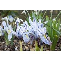 Dwarf Iris Katharine Hodgkin Flowering Bulbs - Winter Hardy Perennial