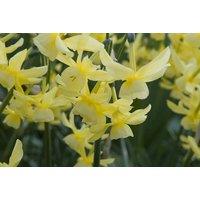 Daffodil Hawera Bulbs - Flowering Perennial, Compact, Up to 30 Bulbs