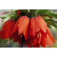 Red Fritillaria Imperialis Bulbs - Dramatic Spring Flowering Perennial, Up to 1.2m Tall