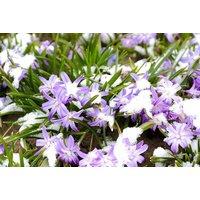 Glory of the Snow (Chionodoxa) Flowering Bulbs - Early Spring Colour, Up to 100 Bulbs