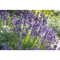 Lavender Hidcote - 5 Potted Evergreen Flowering Shrubs (9cm Pots)