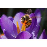 Autumn Flowering Bulb Mix - 100 or 200 Hardy Spring Bulbs