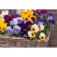 Viola 'Most Scented' Plug Plants - Winter & Spring Flowering Bedding