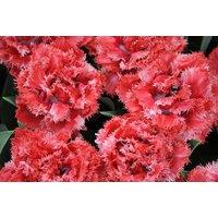 Tulip 'Doubles Collection' Flowering Bulbs - 30 Peony-Style Tulips