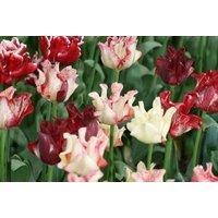 Tulip 'Coronet Mix' Bulbs - Flowering Spring Perennial, 40cm