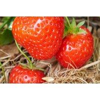 Strawberry All Season Trio - 18 Fruit Plants for Extended Harvest