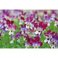 Viola 'Bunny Ears' Flowering Plug Plants - Edible, Compact & Colourful