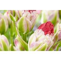 Pink Multi-flowering Tulip Bulbs - Layered Blooms, Spring Colour, 50cm Tall