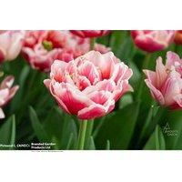 Tulip 'Lets Dance' Double Flowering Bulbs - Peony-Like Spring Blooms