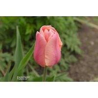 Tulip 'Blushing Lady' Flowering Bulbs - Elegant, Tall Spring Blooms