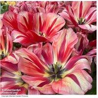 Tulip 'Spryng Break' Colour-Changing Flowering Bulbs - 16 Pack