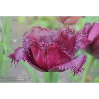 Tulip 'Gorilla' Bulbs - Fringed, Late Spring Flowering, 50cm Tall
