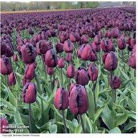 Tulip 'Queen of Night' Bulbs - Rich Chocolate-Maroon Flowering Perennial