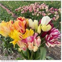 Multi-Headed Tulip Bulbs - Club Series, Multi-Colour, 16-Pack