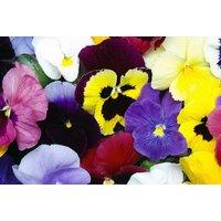 Hardy Perennial Pansy Universal Plug Plants - 24 or 48 Pack