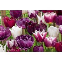 Tulip 'Purple Passion Blend' Flowering Bulbs - Mixed Varieties, Spring Blooms