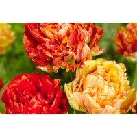 Tulip 'Gudoshnik Double' Bulbs - Peony-Flowered, 32-Pack