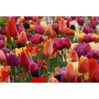 Tulip Spring Colours Mix Flowering Bulbs - Vibrant Spring Display